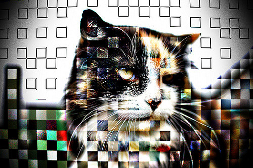 cat-steganography-example